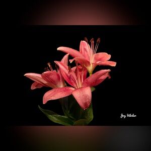 Pink Lily Floral Wall Art Print 8x10